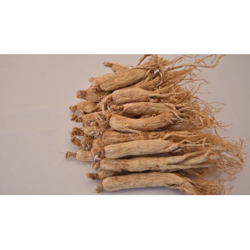 Ren shen High Quality 100% Natural Bulk Panax Ginseng Price